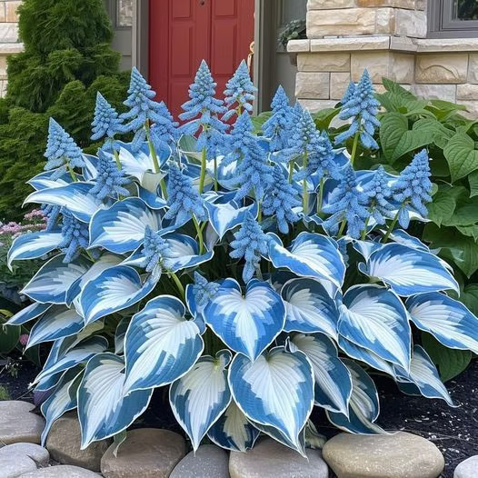 🌟Spring & Winter Growing🍃Premium Rare Hosta Seeds🌿Ideal for Cut Flowers【98% Germination Rate】