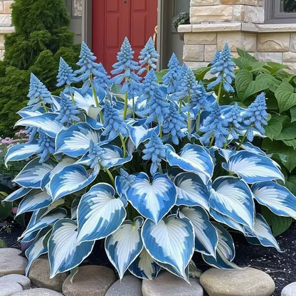 🌟Spring & Winter Growing🍃Premium Rare Hosta Seeds🌿Ideal for Cut Flowers【98% Germination Rate】