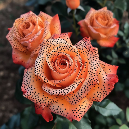 🧡🌹Orange-Spotted Rose Seeds🌱 Grow Bright Roses from Seed