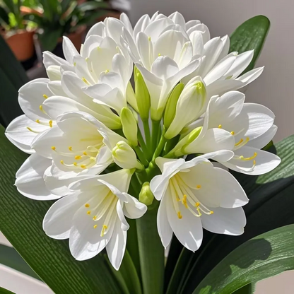 🍀Clivia Seeds🌿💕Indoor Air-Purifying Green Plants👀