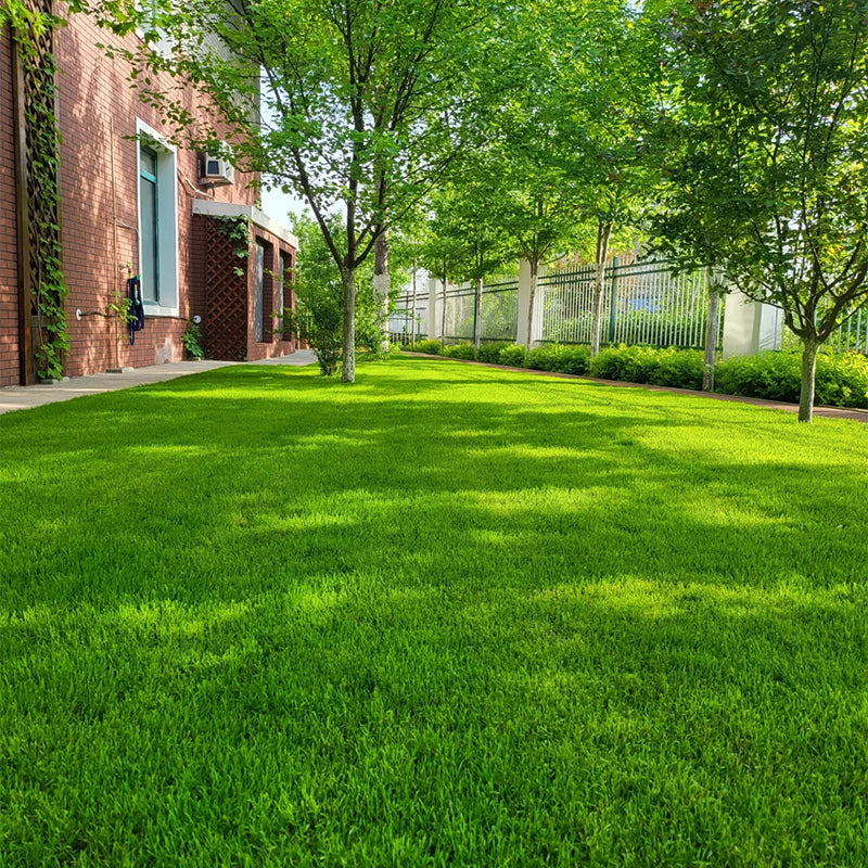 🌱 Evergreen Dwarf Grass for Four Seasons | Create Your Perfect Lawn