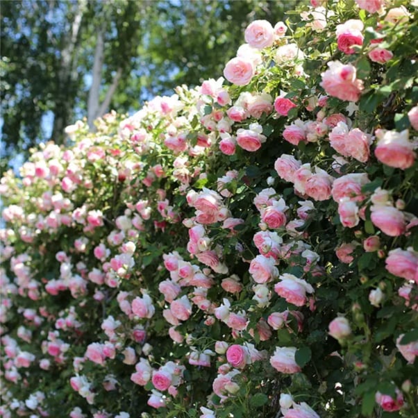 🌹Climbing Rose Flower Vine Seeds