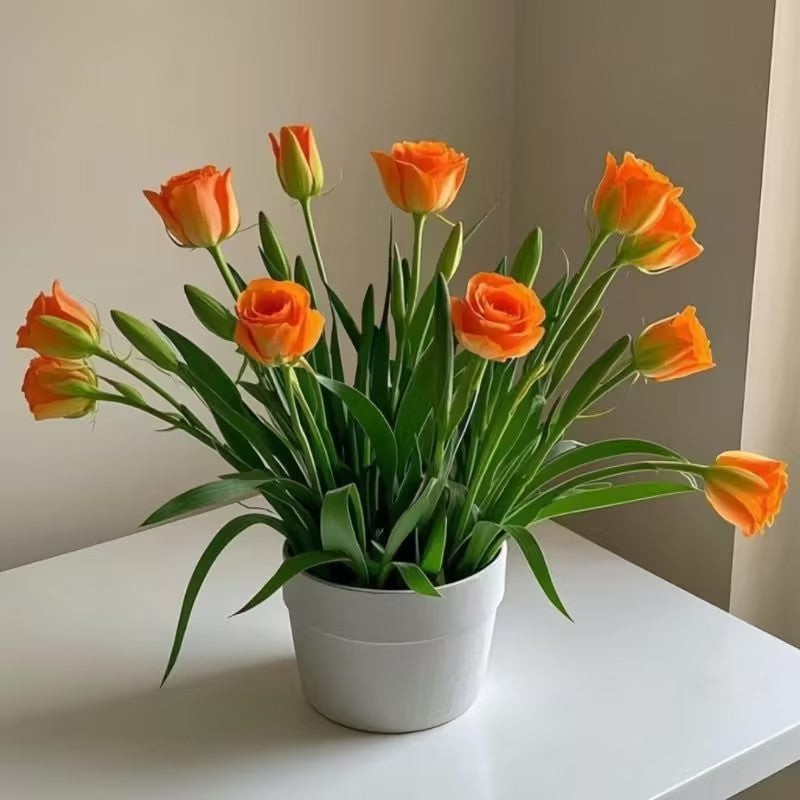 🌹Rose Bulbs for Pots