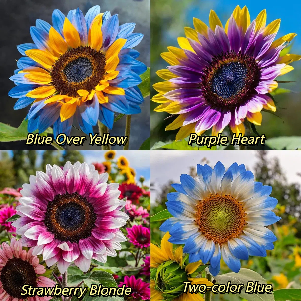 Sunflower Seeds – Midnight Blaze