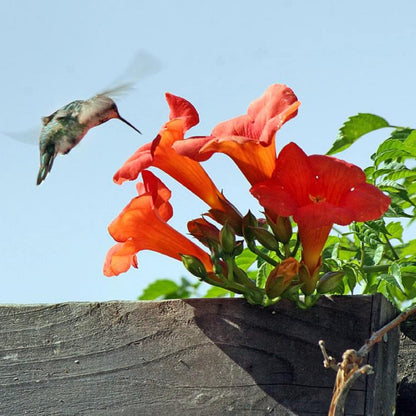 🔥🐦"Hummingbird Carpet"🌸Epilobium garrettii – Rainbow Color Burst 🌈