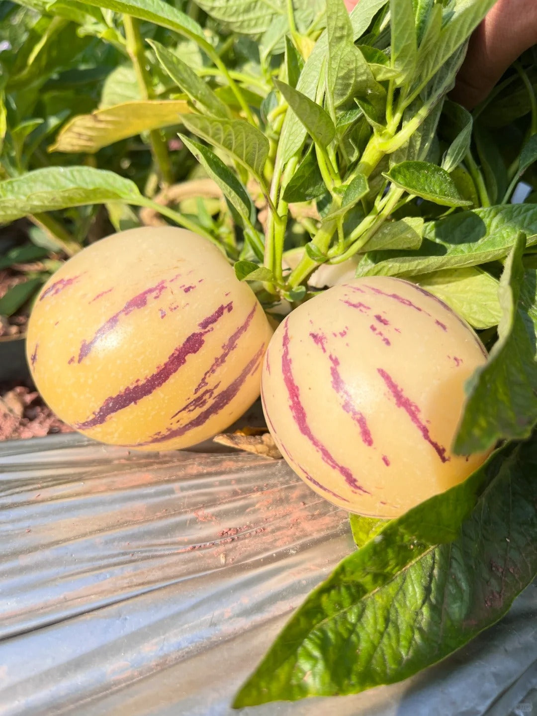 🔥New Arrival – Ginseng Berry Seeds