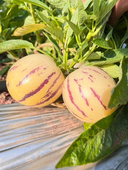 🔥New Arrival – Ginseng Berry Seeds