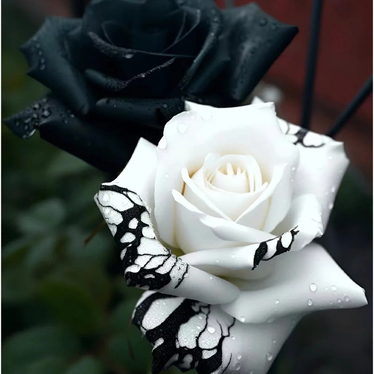 🖤Kuyla Twin Roses – Black & White Seeds