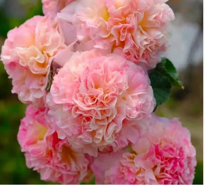 🌺Double Hollyhock Seeds – Fall & Winter Sowing, Perennial Flowers & Stunning Garden Elegance🍂