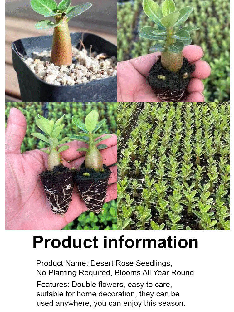 【Blooms in 25 Days】Sun-Resistant, Heat-Resistant, Drought-Tolerant Desert Rose Bulbs 🔥Survives Without Regular Watering
