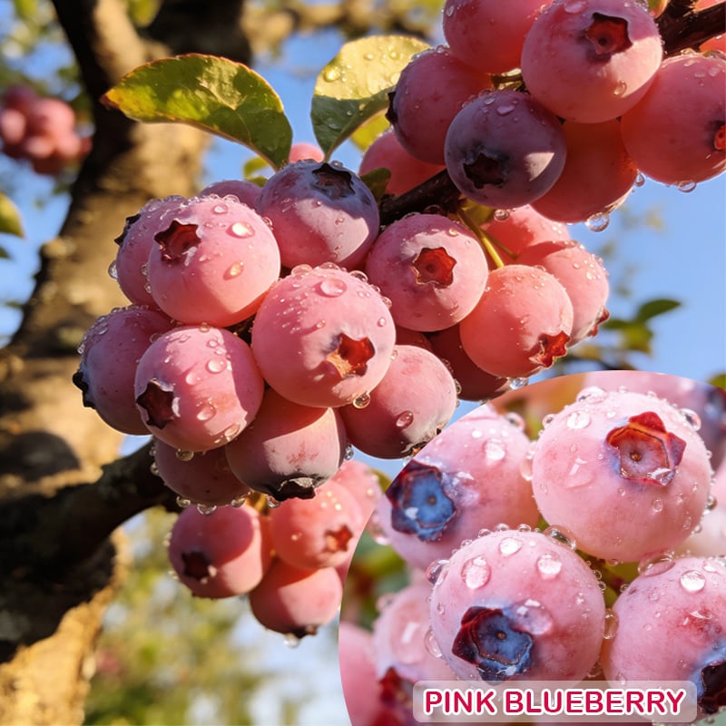 🔥50K+ SOLD!💟Premium Pink Blueberry Seeds – 😋A Uniquely Delightful Flavor