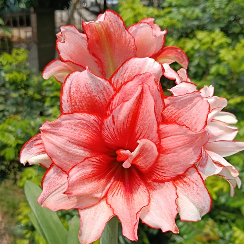 💥😍Rare Double-Petaled Amaryllis Bulbs