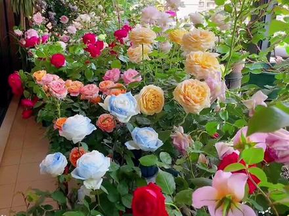 💐Mixed Color Rose Blend Seeds