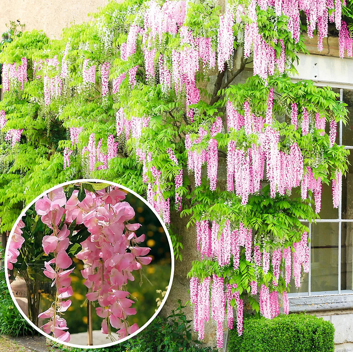 🔥LAST DAY 75% Off🌺Wisteria Flower Seeds – The Queen of Flowers