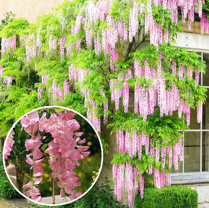 🔥LAST DAY 75% Off🌺Wisteria Flower Seeds – The Queen of Flowers