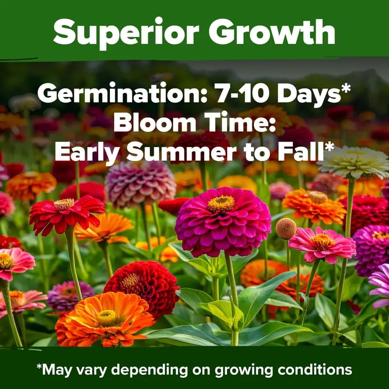 🔥Last Day 70% OFF🔥Zinnia Seeds – Pure, No Filler – Heirloom Flower Seeds