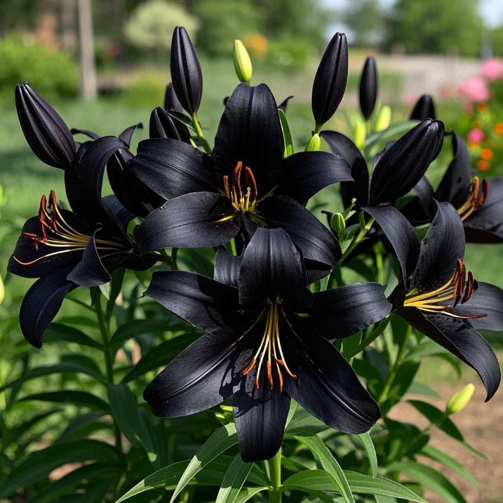 🌺Fresh Sweet Perfume Lily Bulbs
