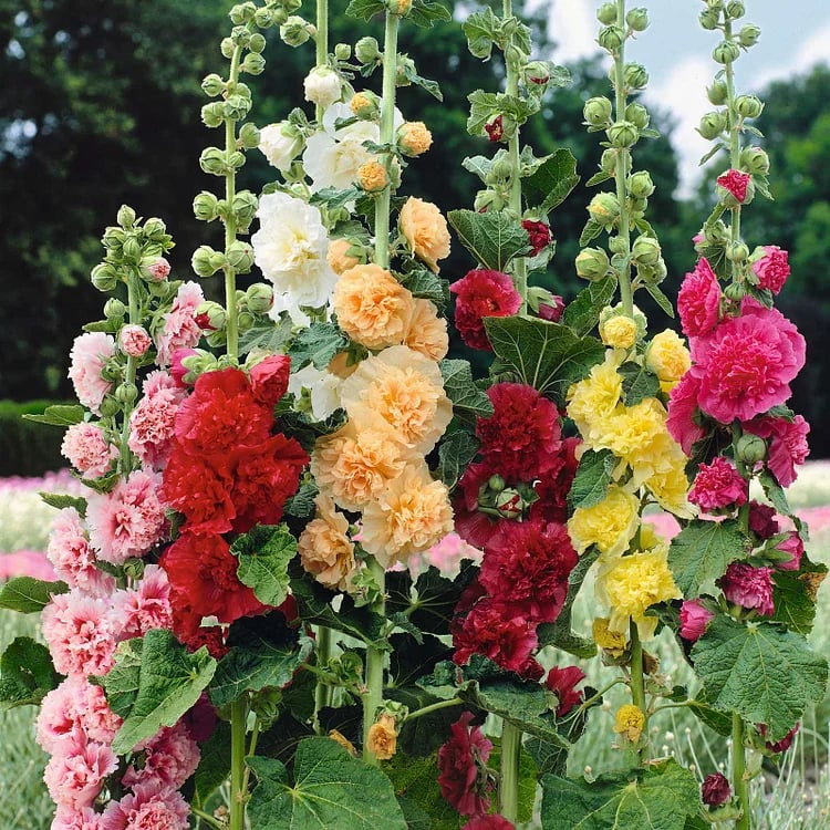 🌺Double Hollyhock Seeds – Fall & Winter Sowing, Perennial Flowers & Stunning Garden Elegance🍂