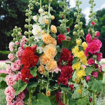 🌺Double Hollyhock Seeds – Fall & Winter Sowing, Perennial Flowers & Stunning Garden Elegance🍂