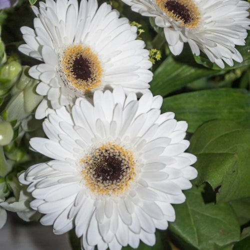 🌼 Heat-Resistant Gerbera Seeds – Bold Color, Made for Hot Climates