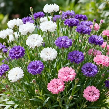 🌱Premium Cornflower Seeds – The "Unstoppable" Wildflower That Thrives Everywhere