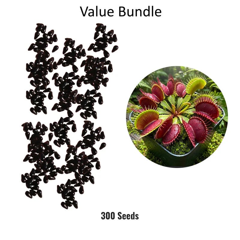 🌱[Amazing Venus Flytrap Seeds]—Grow Your Own Mini Carnivorous Plant!😱🌿