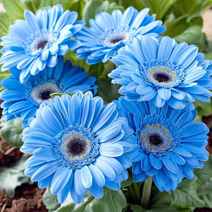 🌼 Heat-Resistant Gerbera Seeds – Bold Color, Made for Hot Climates