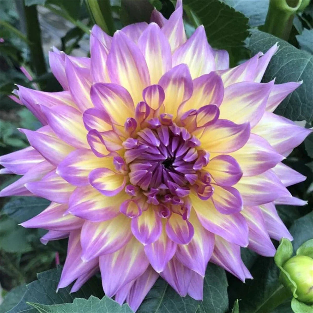 Rare Double Dahlias – Bold Blooms for Extraordinary Gardens