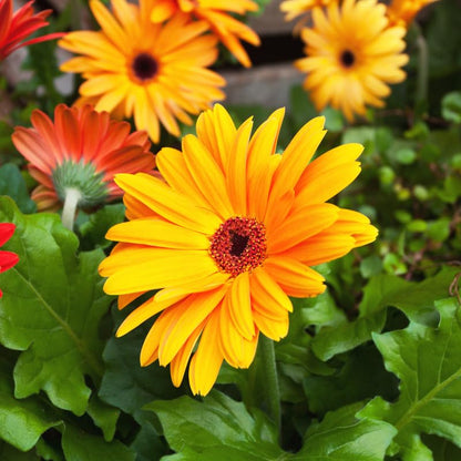 🌼 Heat-Resistant Gerbera Seeds – Bold Color, Made for Hot Climates