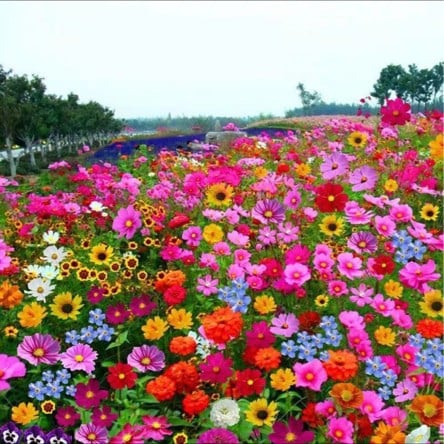 💝Mixed Perennial Flower Seeds – 30 to 60 Varieties