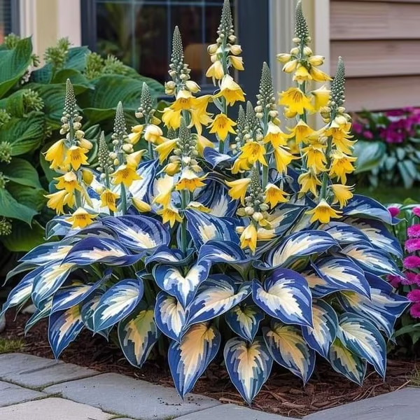 🌟Spring & Winter Growing🍃Premium Rare Hosta Seeds🌿Ideal for Cut Flowers【98% Germination Rate】
