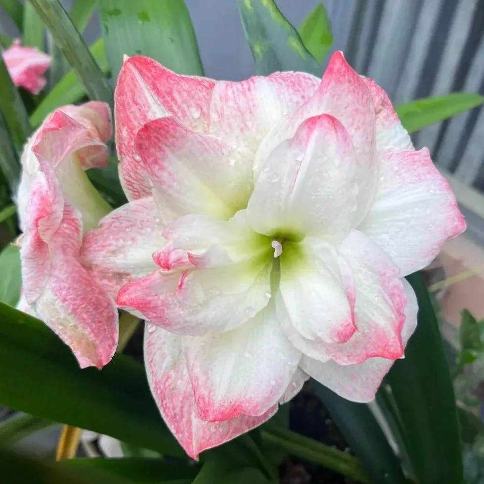 💥😍Rare Double-Petaled Amaryllis Bulbs