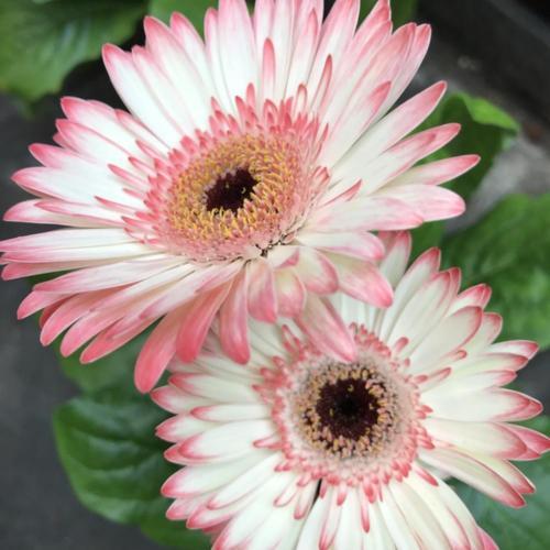 🌼 Heat-Resistant Gerbera Seeds – Bold Color, Made for Hot Climates