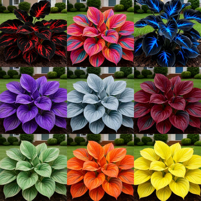 🔥🌌 Rare Dark Blue Flame Hosta Seeds – Glow-in-the-Dark Garden Magic