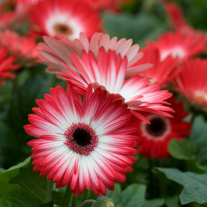 🌼 Heat-Resistant Gerbera Seeds – Bold Color, Made for Hot Climates