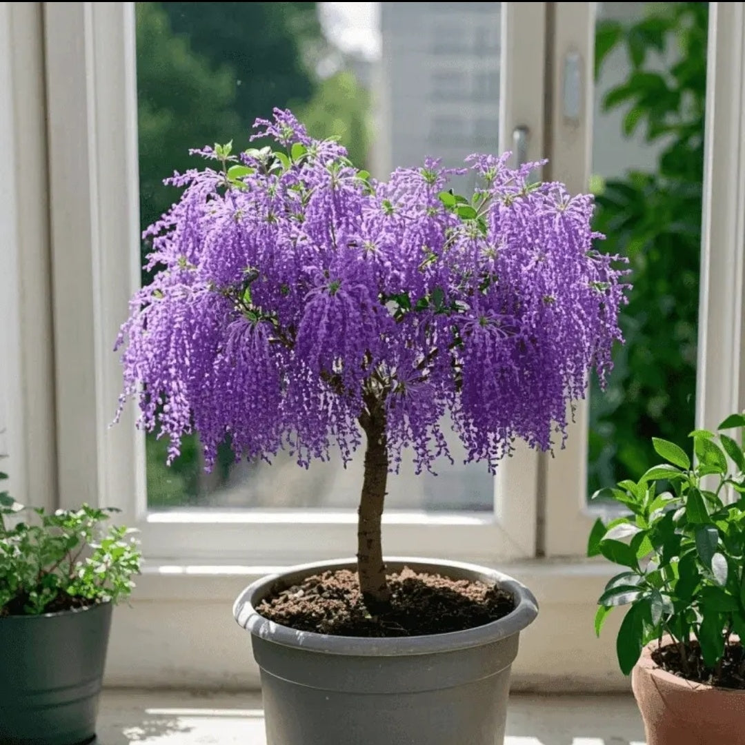 🏠🌳Tassel Seeds for Color & Fragrance in Your Space🍃