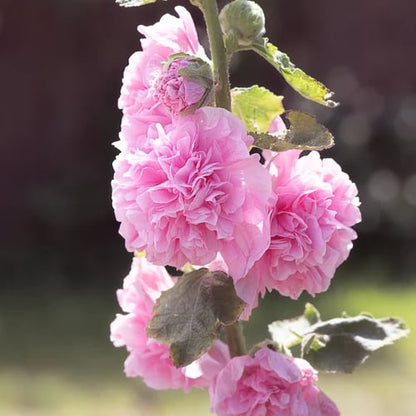 🌺Double Hollyhock Seeds – Fall & Winter Sowing, Perennial Flowers & Stunning Garden Elegance🍂