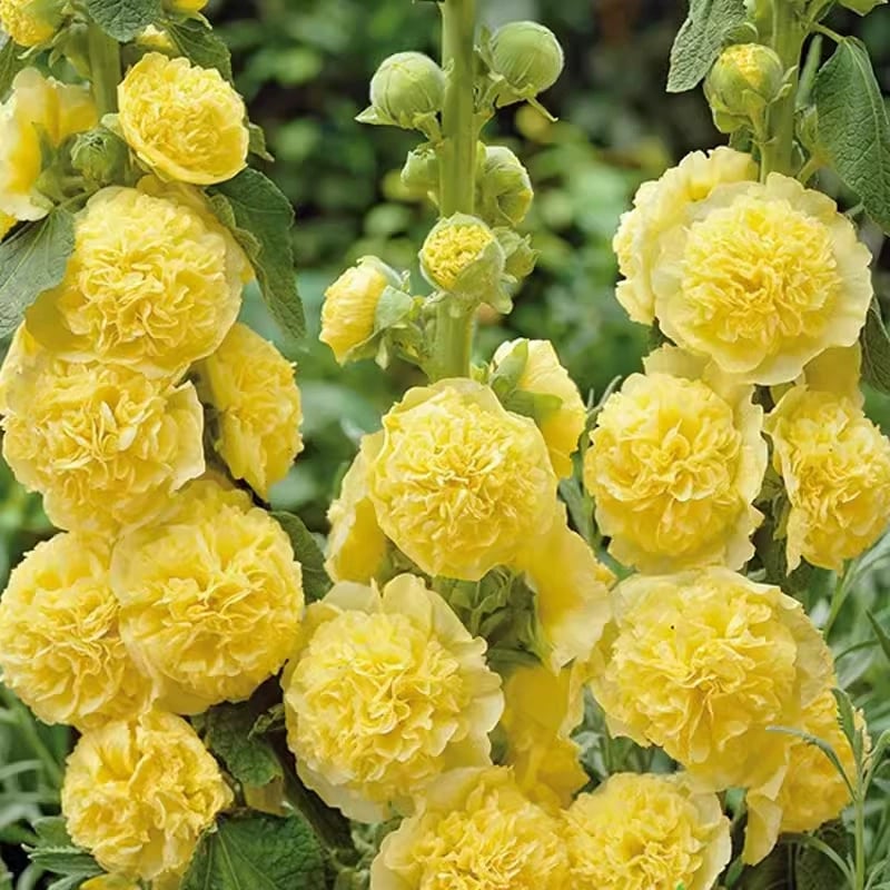 🌺Double Hollyhock Seeds – Fall & Winter Sowing, Perennial Flowers & Stunning Garden Elegance🍂