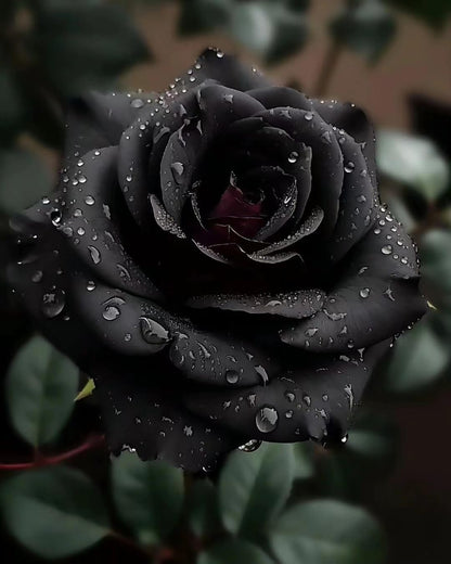 Rare Black Rose Seeds for Planting, Heirloom, Non-GMO 200+ Beautiful Flower Seeds for Home Garden Bonsai
