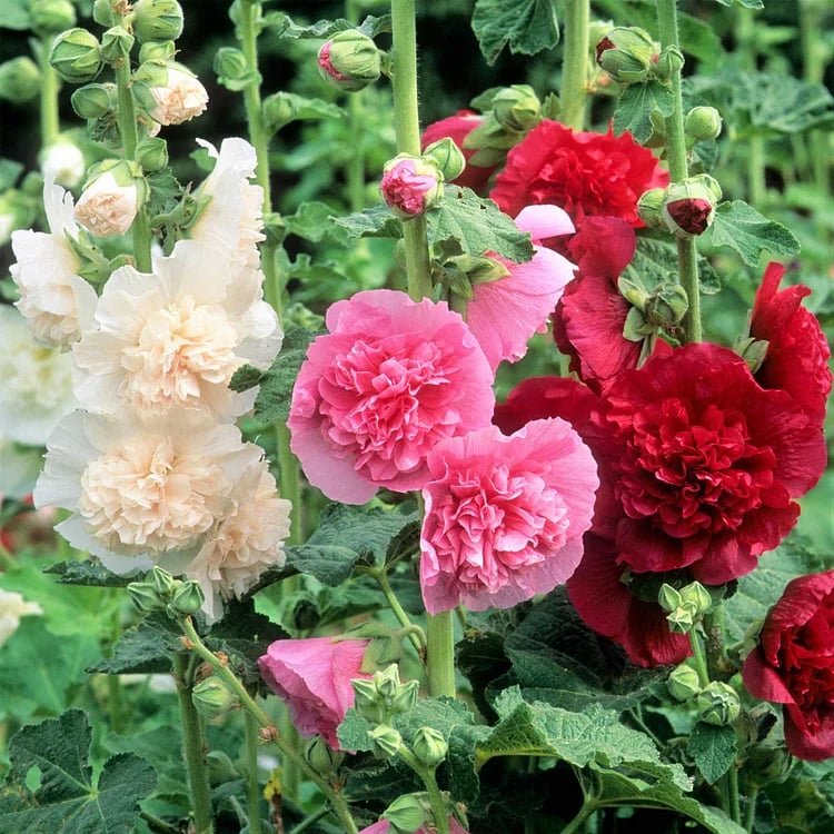 🌺Double Hollyhock Seeds – Fall & Winter Sowing, Perennial Flowers & Stunning Garden Elegance🍂