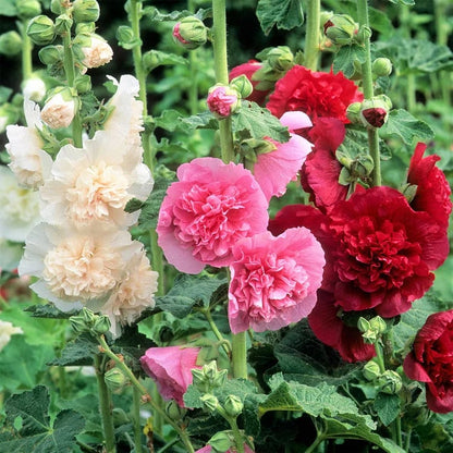 🌺Double Hollyhock Seeds – Fall & Winter Sowing, Perennial Flowers & Stunning Garden Elegance🍂