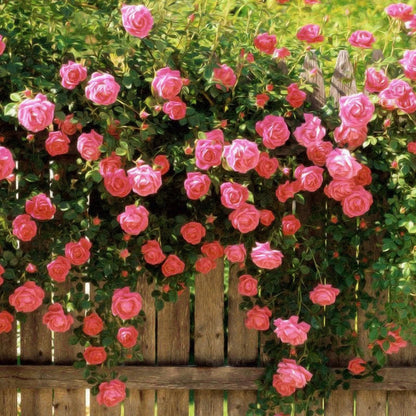 🌹Climbing Rose Flower Vine Seeds