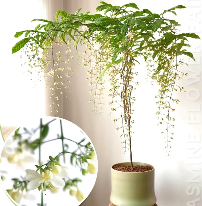 🌸Double Jasmine – LAST DAY 49% OFF Promotion🌸