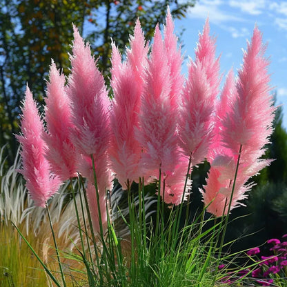 🔥Garden Essentials🌾Ornamental Pampas Grass Perennial Seeds🌱