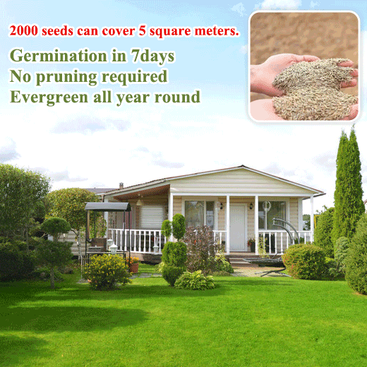 🌿🌟 Four Seasons Evergreen Dwarf Grass Seeds – The Perfect Lawn Companion