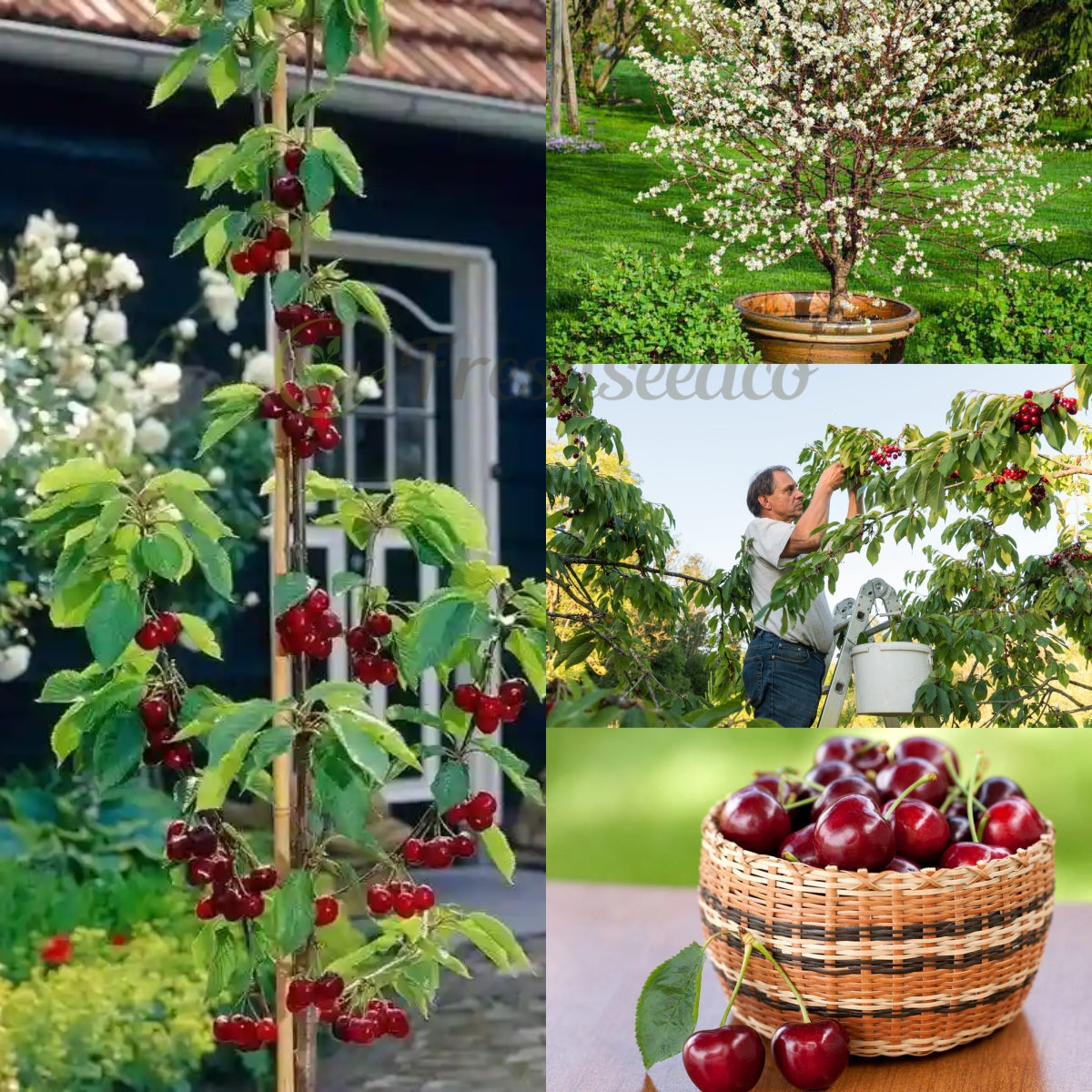 ✨Top Grade & Productive – Chilean Cherry Seeds Straight from Origin🌱