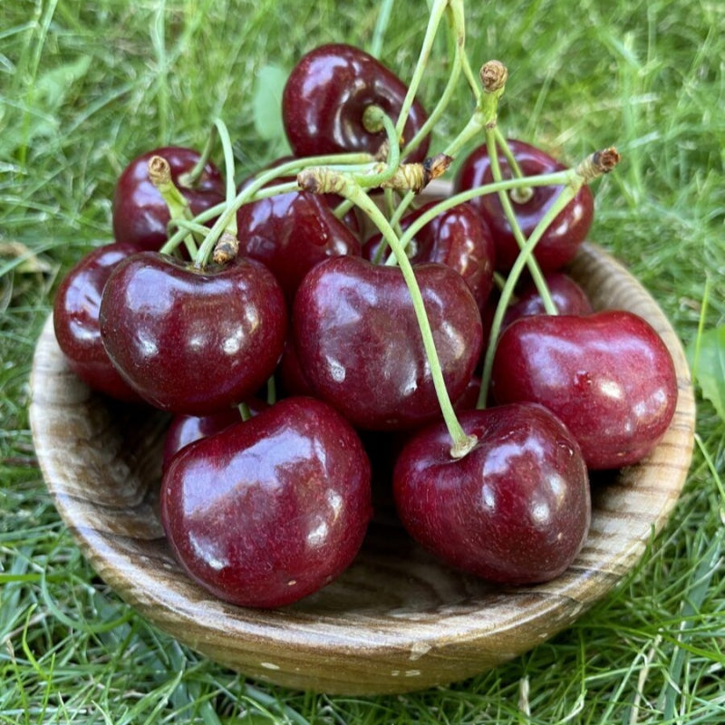 ✨Top Grade & Productive – Chilean Cherry Seeds Straight from Origin🌱