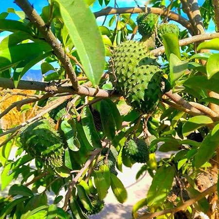 🏆Flash Sale⚡Almost Gone-💥🌸 Organic Soursop (Graviola) – Non-GMO Heirloom Tropical Fruit Variety