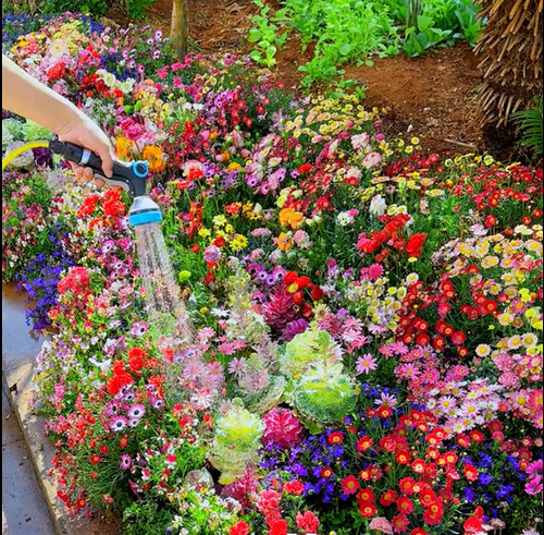 💝Mixed Perennial Flower Seeds – 30 to 60 Varieties