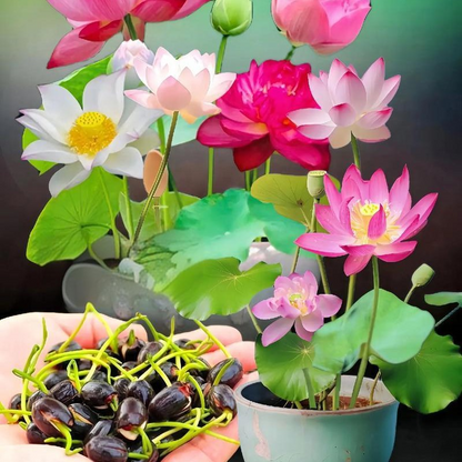 💮Lotus Seeds – Midnight Purple Variety